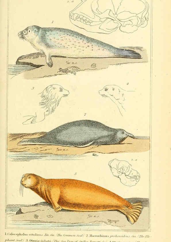 Reproducción/Reproduction 6025596171: The animal kingdom, arranged according to its organization, serving as a foundation for the natural history of animals. v.1 plates. London :G. Henderson,1834-1837