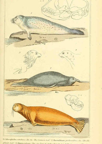 Reproducción/Reproduction 6025596171: The animal kingdom, arranged according to its organization, serving as a foundation for the natural history of animals. v.1 plates. London :G. Henderson,1834-1837