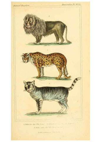 Reproducción/Reproduction 6026152690: The animal kingdom, arranged according to its organization, serving as a foundation for the natural history of animals. v.1 plates. London :G. Henderson,1834-1837