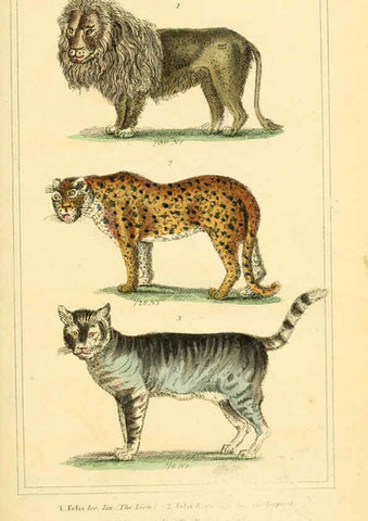 Reproducción/Reproduction 6026152690: The animal kingdom, arranged according to its organization, serving as a foundation for the natural history of animals. v.1 plates. London :G. Henderson,1834-1837