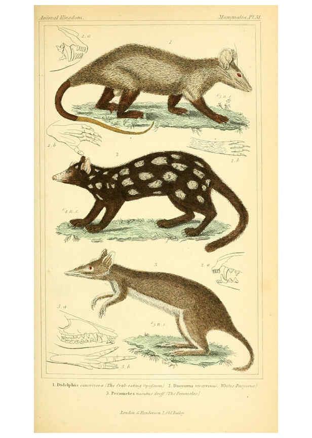 Reproducción/Reproduction 6026152974: The animal kingdom, arranged according to its organization, serving as a foundation for the natural history of animals. v.1 plates. London :G. Henderson,1834-1837