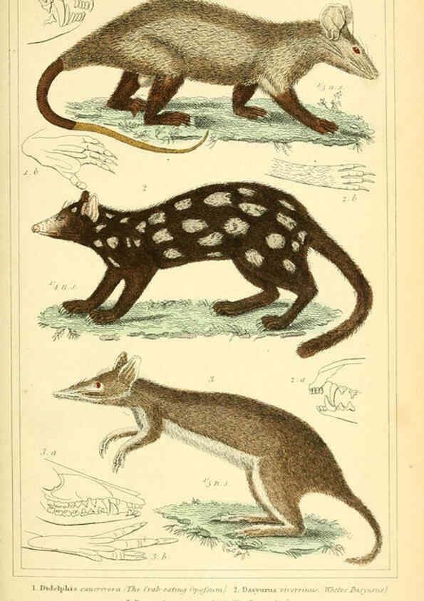 Reproducción/Reproduction 6026152974: The animal kingdom, arranged according to its organization, serving as a foundation for the natural history of animals. v.1 plates. London :G. Henderson,1834-1837