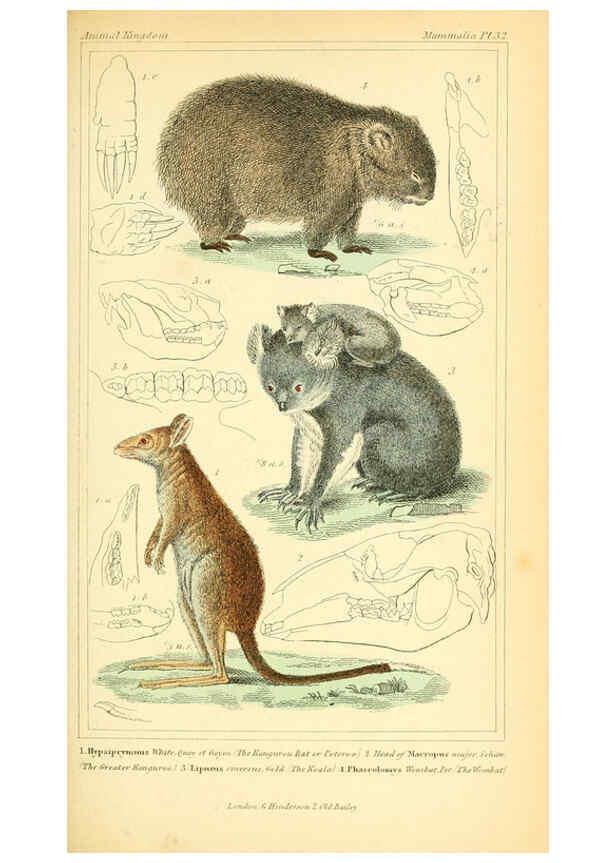 Reproducción/Reproduction 6025596921: The animal kingdom, arranged according to its organization, serving as a foundation for the natural history of animals. v.1 plates. London :G. Henderson,1834-1837