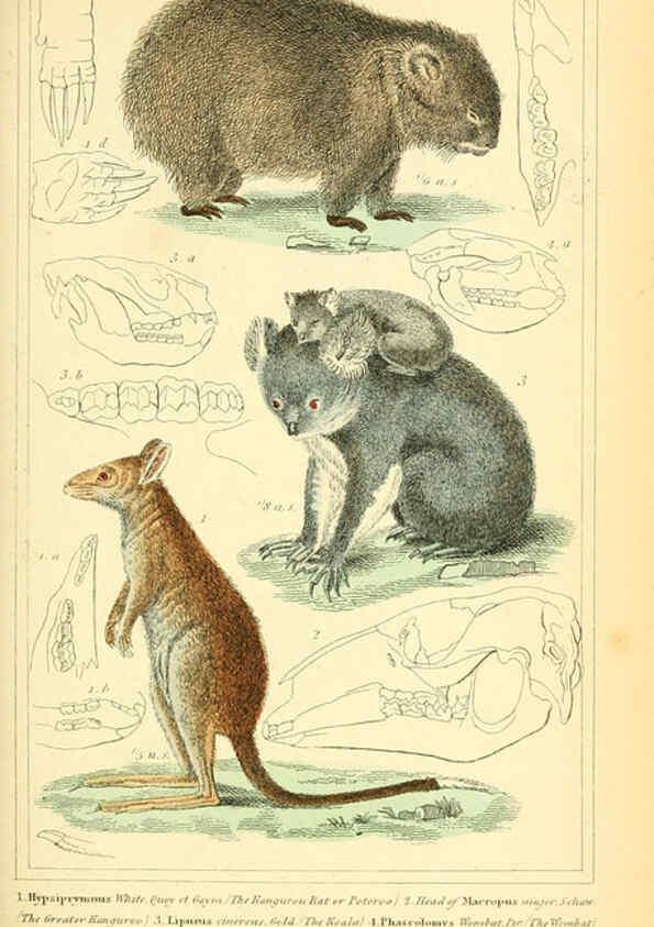 Reproducción/Reproduction 6025596921: The animal kingdom, arranged according to its organization, serving as a foundation for the natural history of animals. v.1 plates. London :G. Henderson,1834-1837
