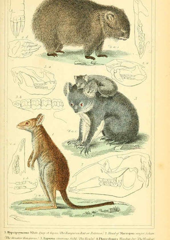 Reproducción/Reproduction 6025596921: The animal kingdom, arranged according to its organization, serving as a foundation for the natural history of animals. v.1 plates. London :G. Henderson,1834-1837