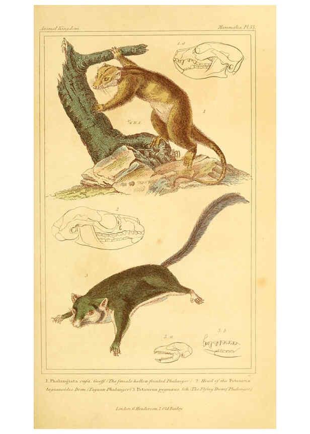 Reproducción/Reproduction 6025597303: The animal kingdom, arranged according to its organization, serving as a foundation for the natural history of animals. v.1 plates. London :G. Henderson,1834-1837