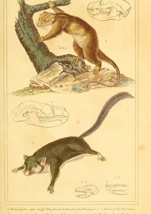 Reproducción/Reproduction 6025597303: The animal kingdom, arranged according to its organization, serving as a foundation for the natural history of animals. v.1 plates. London :G. Henderson,1834-1837