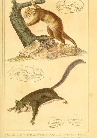 Reproducción/Reproduction 6025597303: The animal kingdom, arranged according to its organization, serving as a foundation for the natural history of animals. v.1 plates. London :G. Henderson,1834-1837
