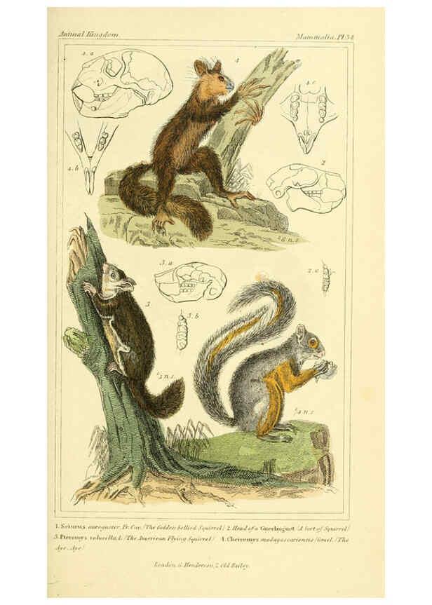 Reproducción/Reproduction 6026153844: The animal kingdom, arranged according to its organization, serving as a foundation for the natural history of animals. v.1 plates. London :G. Henderson,1834-1837