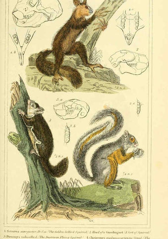 Reproducción/Reproduction 6026153844: The animal kingdom, arranged according to its organization, serving as a foundation for the natural history of animals. v.1 plates. London :G. Henderson,1834-1837