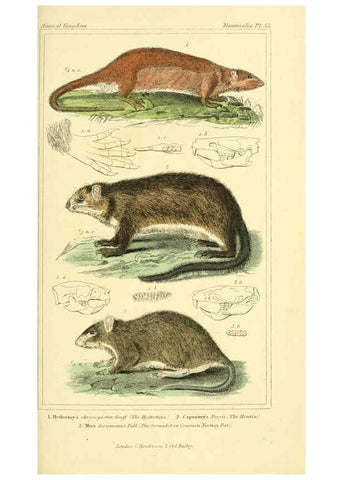 Reproducción/Reproduction 6025597901: The animal kingdom, arranged according to its organization, serving as a foundation for the natural history of animals. v.1 plates. London :G. Henderson,1834-1837