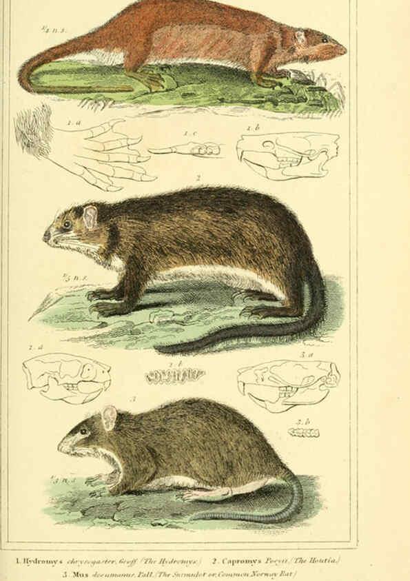 Reproducción/Reproduction 6025597901: The animal kingdom, arranged according to its organization, serving as a foundation for the natural history of animals. v.1 plates. London :G. Henderson,1834-1837
