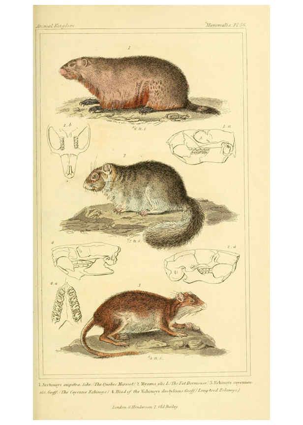 Reproducción/Reproduction 6025598153: The animal kingdom, arranged according to its organization, serving as a foundation for the natural history of animals. v.1 plates. London :G. Henderson,1834-1837