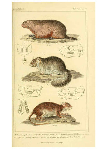 Reproducción/Reproduction 6025598153: The animal kingdom, arranged according to its organization, serving as a foundation for the natural history of animals. v.1 plates. London :G. Henderson,1834-1837
