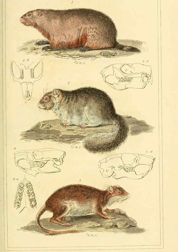 Reproducción/Reproduction 6025598153: The animal kingdom, arranged according to its organization, serving as a foundation for the natural history of animals. v.1 plates. London :G. Henderson,1834-1837