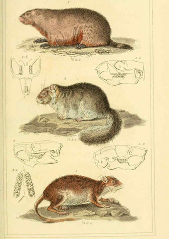 Reproducción/Reproduction 6025598153: The animal kingdom, arranged according to its organization, serving as a foundation for the natural history of animals. v.1 plates. London :G. Henderson,1834-1837