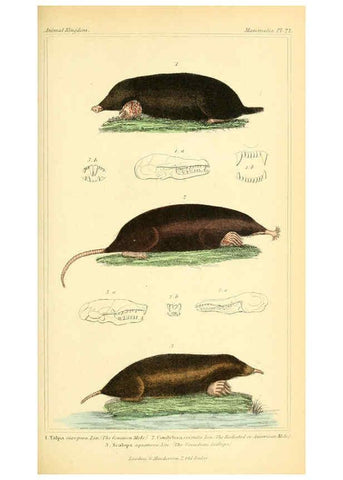 Reproducción/Reproduction 6026148966: The animal kingdom, arranged according to its organization, serving as a foundation for the natural history of animals. v.1 plates. London :G. Henderson,1834-1837