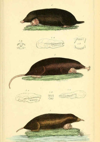 Reproducción/Reproduction 6026148966: The animal kingdom, arranged according to its organization, serving as a foundation for the natural history of animals. v.1 plates. London :G. Henderson,1834-1837
