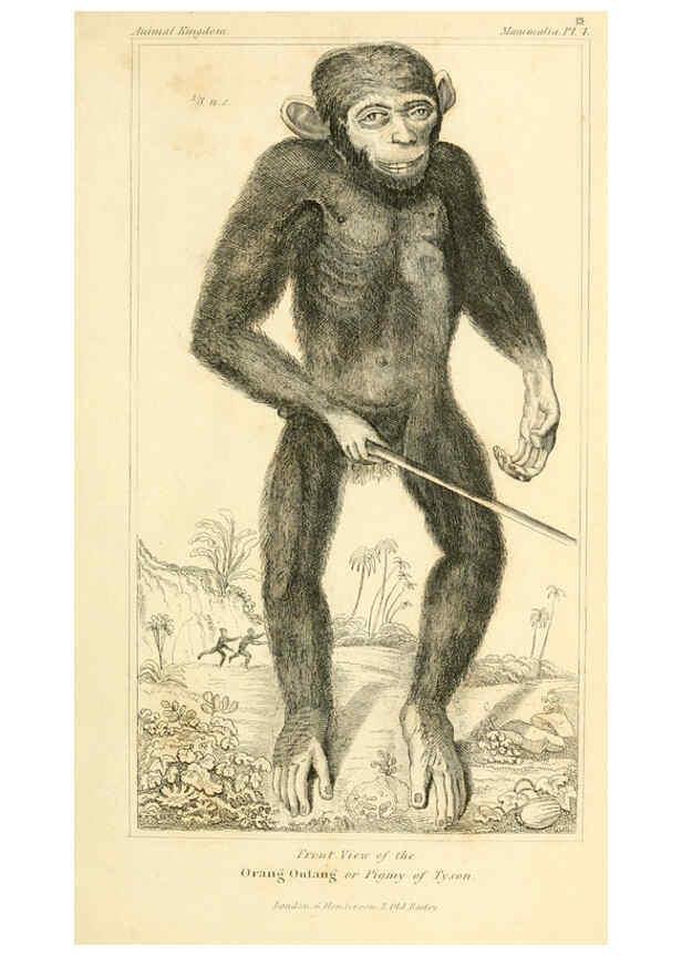 Reproducción/Reproduction 6026141632: The animal kingdom, arranged according to its organization, serving as a foundation for the natural history of animals. v.1 plates. London :G. Henderson,1834-1837