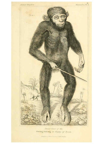 Reproducción/Reproduction 6026141632: The animal kingdom, arranged according to its organization, serving as a foundation for the natural history of animals. v.1 plates. London :G. Henderson,1834-1837