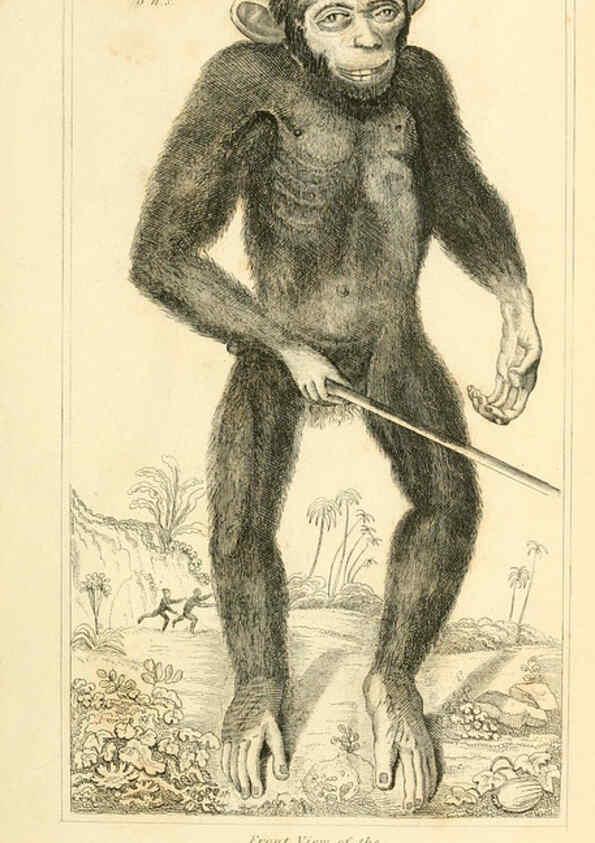 Reproducción/Reproduction 6026141632: The animal kingdom, arranged according to its organization, serving as a foundation for the natural history of animals. v.1 plates. London :G. Henderson,1834-1837