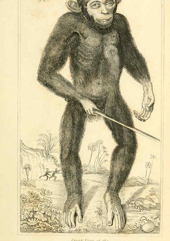 Reproducción/Reproduction 6026141632: The animal kingdom, arranged according to its organization, serving as a foundation for the natural history of animals. v.1 plates. London :G. Henderson,1834-1837