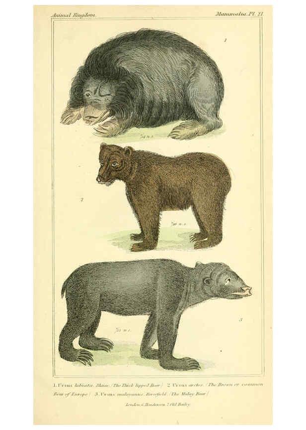 Reproducción/Reproduction 6026148598: The animal kingdom, arranged according to its organization, serving as a foundation for the natural history of animals. v.1 plates. London :G. Henderson,1834-1837