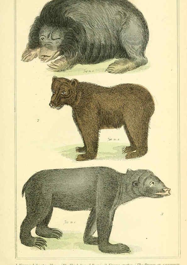 Reproducción/Reproduction 6026148598: The animal kingdom, arranged according to its organization, serving as a foundation for the natural history of animals. v.1 plates. London :G. Henderson,1834-1837
