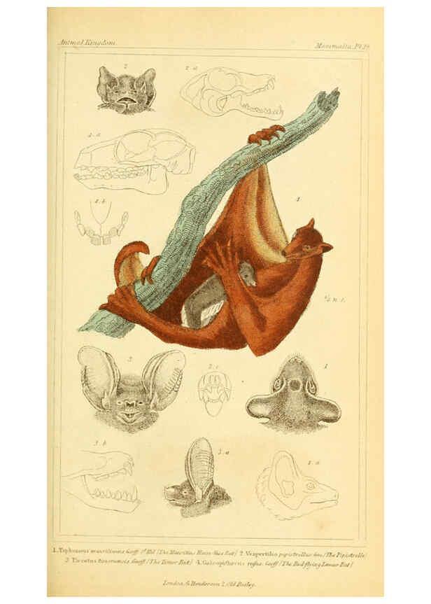 Reproducción/Reproduction 6026147782: The animal kingdom, arranged according to its organization, serving as a foundation for the natural history of animals. v.1 plates. London :G. Henderson,1834-1837