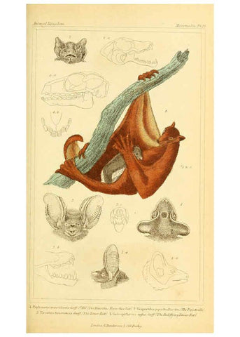 Reproducción/Reproduction 6026147782: The animal kingdom, arranged according to its organization, serving as a foundation for the natural history of animals. v.1 plates. London :G. Henderson,1834-1837