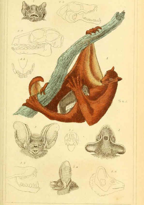 Reproducción/Reproduction 6026147782: The animal kingdom, arranged according to its organization, serving as a foundation for the natural history of animals. v.1 plates. London :G. Henderson,1834-1837