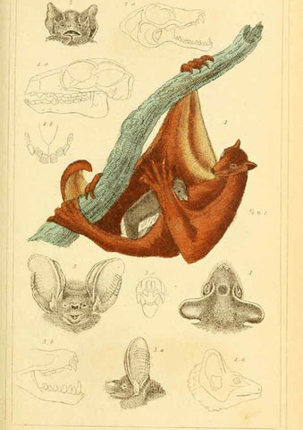 Reproducción/Reproduction 6026147782: The animal kingdom, arranged according to its organization, serving as a foundation for the natural history of animals. v.1 plates. London :G. Henderson,1834-1837