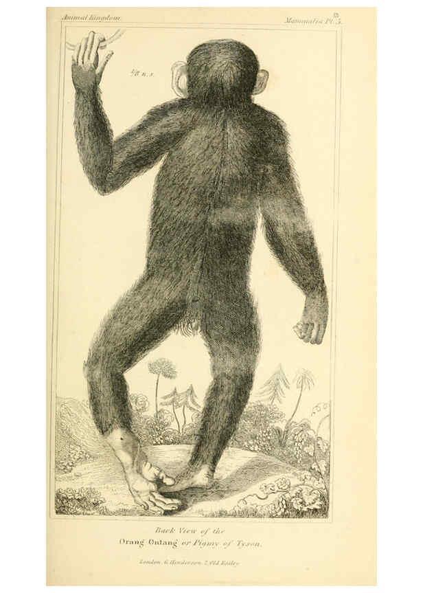 Reproducción/Reproduction 6025585789: The animal kingdom, arranged according to its organization, serving as a foundation for the natural history of animals. v.1 plates. London :G. Henderson,1834-1837