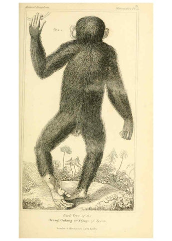 Reproducción/Reproduction 6025585789: The animal kingdom, arranged according to its organization, serving as a foundation for the natural history of animals. v.1 plates. London :G. Henderson,1834-1837