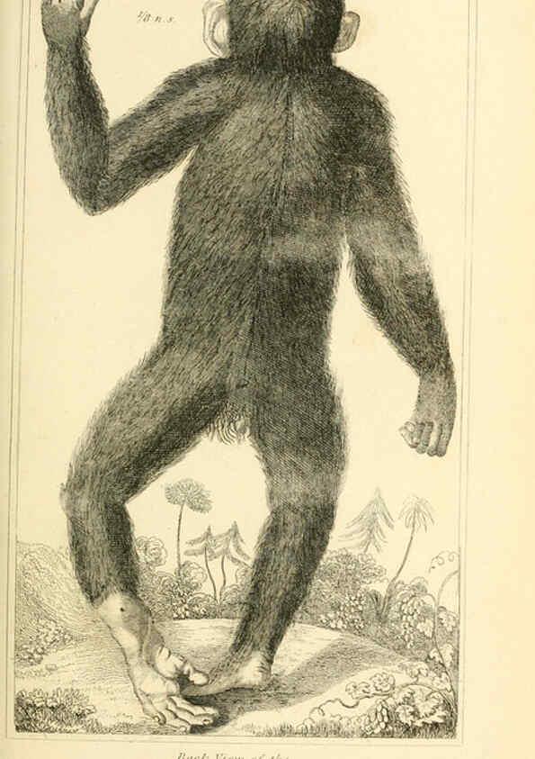 Reproducción/Reproduction 6025585789: The animal kingdom, arranged according to its organization, serving as a foundation for the natural history of animals. v.1 plates. London :G. Henderson,1834-1837
