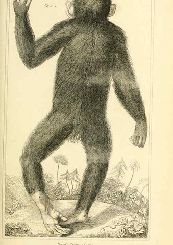 Reproducción/Reproduction 6025585789: The animal kingdom, arranged according to its organization, serving as a foundation for the natural history of animals. v.1 plates. London :G. Henderson,1834-1837
