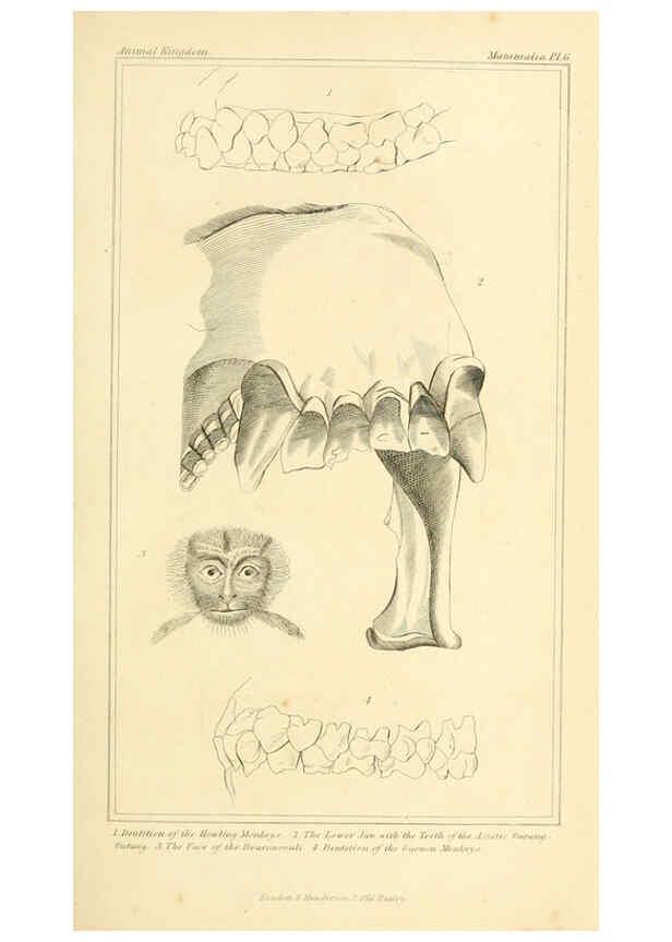 Reproducción/Reproduction 6025586167: The animal kingdom, arranged according to its organization, serving as a foundation for the natural history of animals. v.1 plates. London :G. Henderson,1834-1837