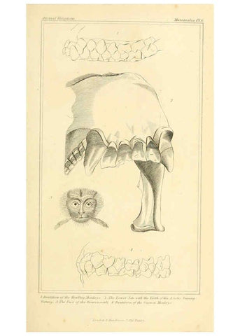 Reproducción/Reproduction 6025586167: The animal kingdom, arranged according to its organization, serving as a foundation for the natural history of animals. v.1 plates. London :G. Henderson,1834-1837