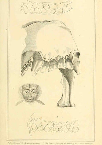Reproducción/Reproduction 6025586167: The animal kingdom, arranged according to its organization, serving as a foundation for the natural history of animals. v.1 plates. London :G. Henderson,1834-1837
