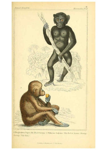 Reproducción/Reproduction 6026143102: The animal kingdom, arranged according to its organization, serving as a foundation for the natural history of animals. v.1 plates. London :G. Henderson,1834-1837