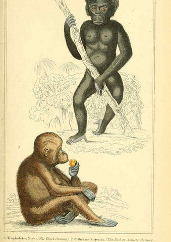 Reproducción/Reproduction 6026143102: The animal kingdom, arranged according to its organization, serving as a foundation for the natural history of animals. v.1 plates. London :G. Henderson,1834-1837