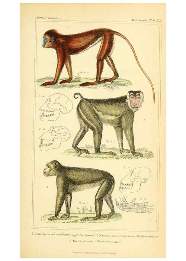 Reproducción/Reproduction 6026143478: The animal kingdom, arranged according to its organization, serving as a foundation for the natural history of animals. v.1 plates. London :G. Henderson,1834-1837