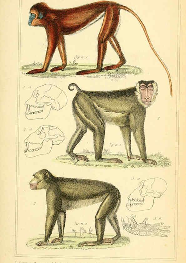 Reproducción/Reproduction 6026143478: The animal kingdom, arranged according to its organization, serving as a foundation for the natural history of animals. v.1 plates. London :G. Henderson,1834-1837
