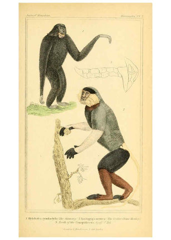 Reproducción/Reproduction 6025587305: The animal kingdom, arranged according to its organization, serving as a foundation for the natural history of animals. v.1 plates. London :G. Henderson,1834-1837