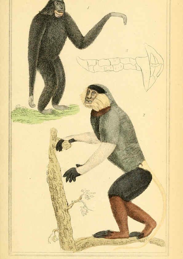 Reproducción/Reproduction 6025587305: The animal kingdom, arranged according to its organization, serving as a foundation for the natural history of animals. v.1 plates. London :G. Henderson,1834-1837