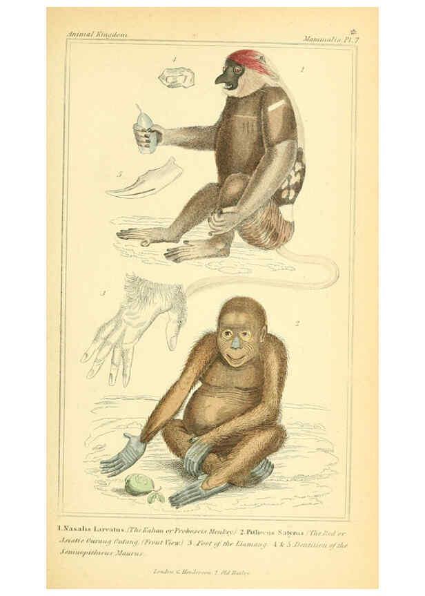 Reproducción/Reproduction 6025587583: The animal kingdom, arranged according to its organization, serving as a foundation for the natural history of animals. v.1 plates. London :G. Henderson,1834-1837