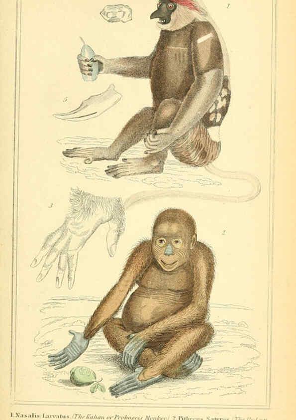Reproducción/Reproduction 6025587583: The animal kingdom, arranged according to its organization, serving as a foundation for the natural history of animals. v.1 plates. London :G. Henderson,1834-1837