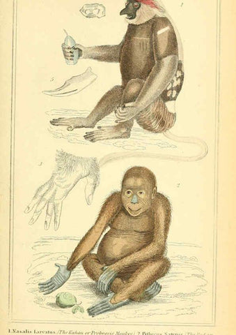 Reproducción/Reproduction 6025587583: The animal kingdom, arranged according to its organization, serving as a foundation for the natural history of animals. v.1 plates. London :G. Henderson,1834-1837
