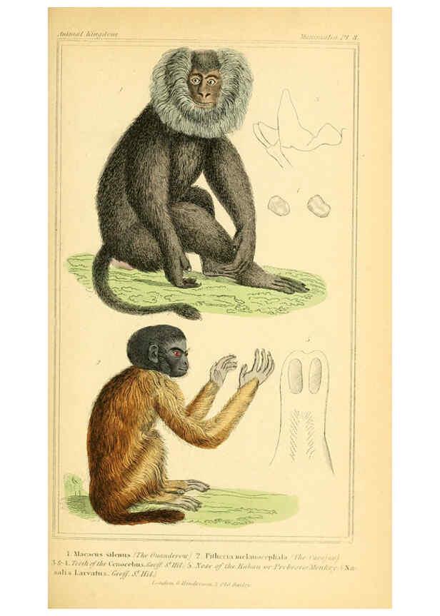 Reproducción/Reproduction 6025587849: The animal kingdom, arranged according to its organization, serving as a foundation for the natural history of animals. v.1 plates. London :G. Henderson,1834-1837