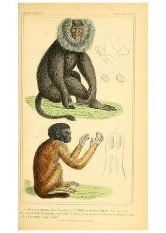 Reproducción/Reproduction 6025587849: The animal kingdom, arranged according to its organization, serving as a foundation for the natural history of animals. v.1 plates. London :G. Henderson,1834-1837